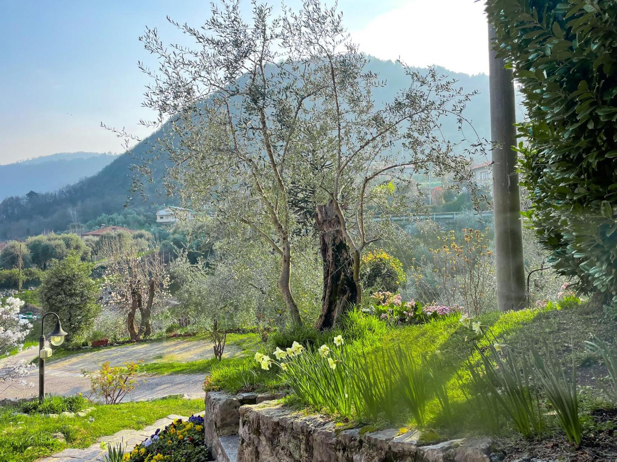Breva Loft Tra Gli Ulivi Ed Il Lago Μπελάτζιο Εξωτερικό φωτογραφία
